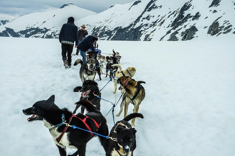 interesting-facts-about-Alaska-dog-mushing