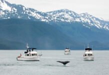 Whale Watching in Juneau, Alaska: Discovering the Giants of the Sea whale-watching-in-juneau