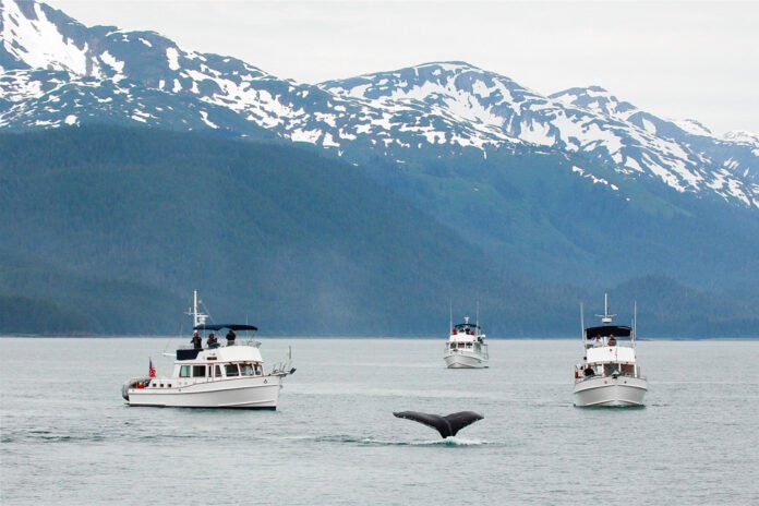 whale-watching-in-juneau
